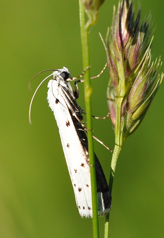 Yponomeutidae